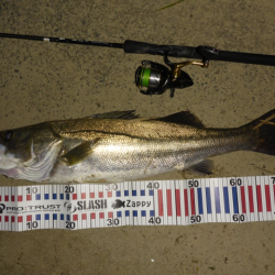 静けさの中での、まさかのHit！