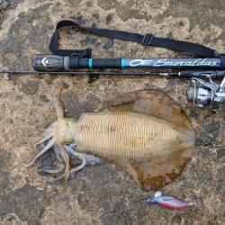 初の石川、春アオリ5杯！！