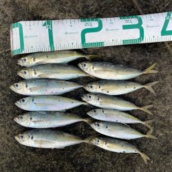 2023 佐渡ヶ島 ライトゲーム 6月10日