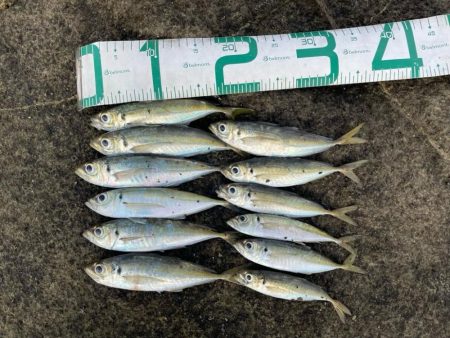 2023 佐渡ヶ島 ライトゲーム 6月10日