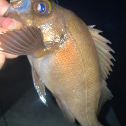 2023ライトゲーム第21戦