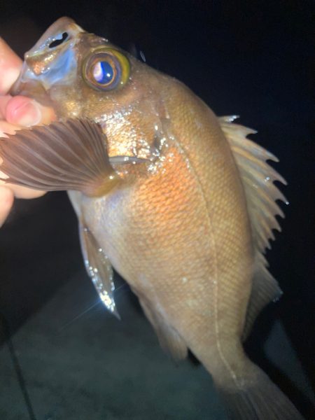 2023ライトゲーム第21戦