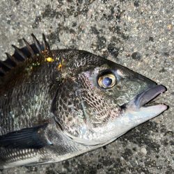 根魚釣れない
