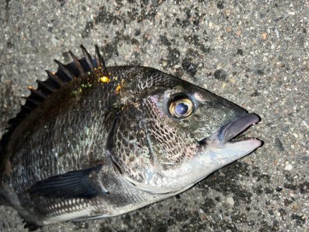 根魚釣れない