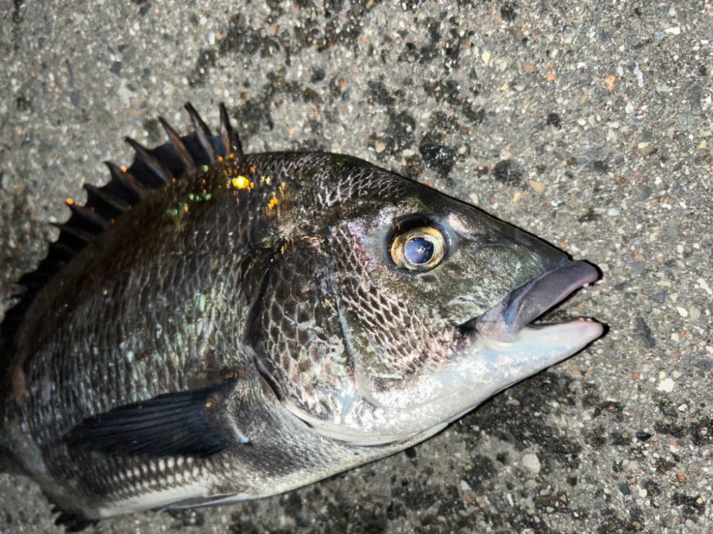 根魚釣れない