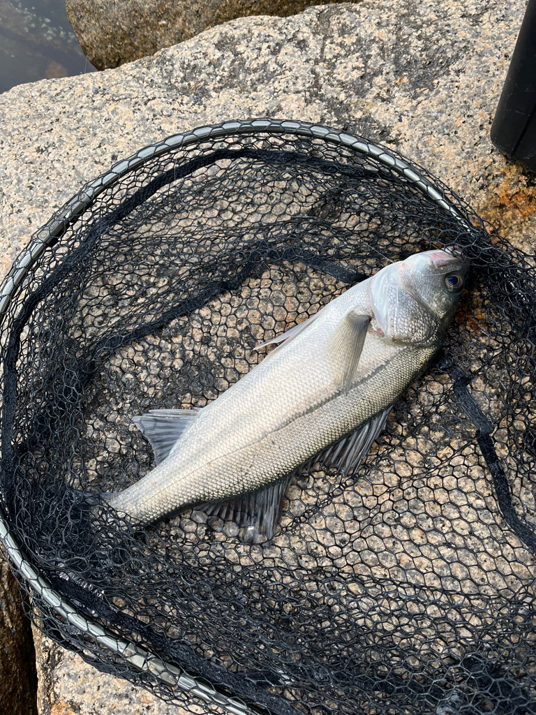 エビ撒きまくり