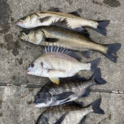 魚の活性高いです