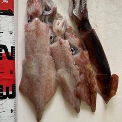 日本海半夜イカ&アジ