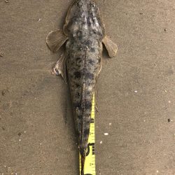 初50オーバーマゴチ！