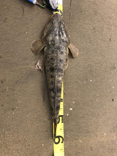 初50オーバーマゴチ！