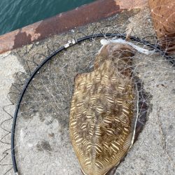 一昨日釣れた興奮今一度！