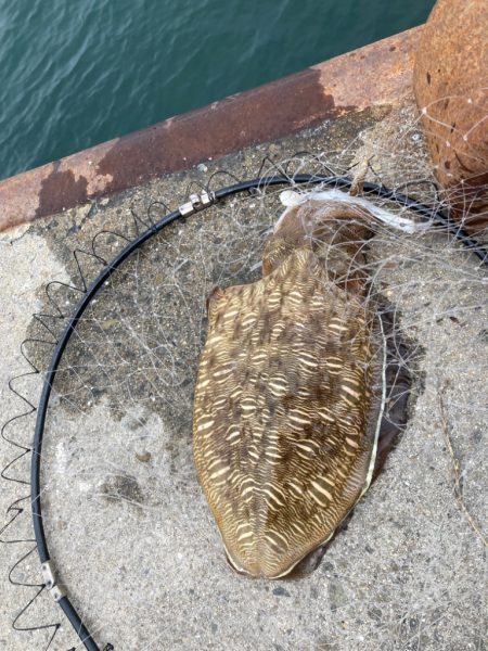 一昨日釣れた興奮今一度！