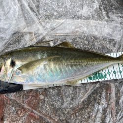 早朝から大鯵狙い