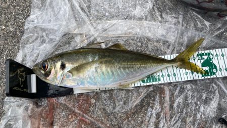 早朝から大鯵狙い