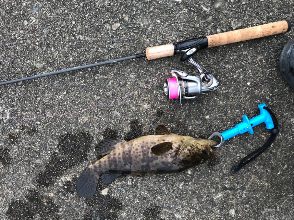 根魚調査！