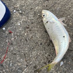 台風直前の少しの晴れ間釣行