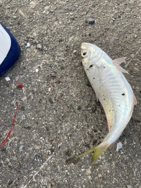 台風直前の少しの晴れ間釣行