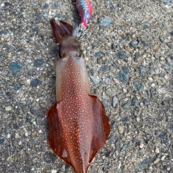 親アオリ狙いの筈が…