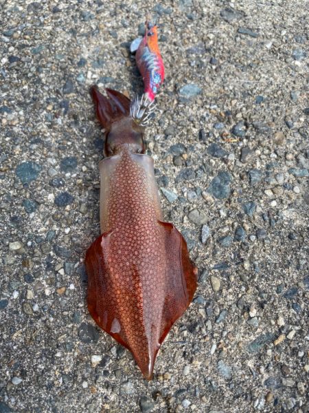 親アオリ狙いの筈が…