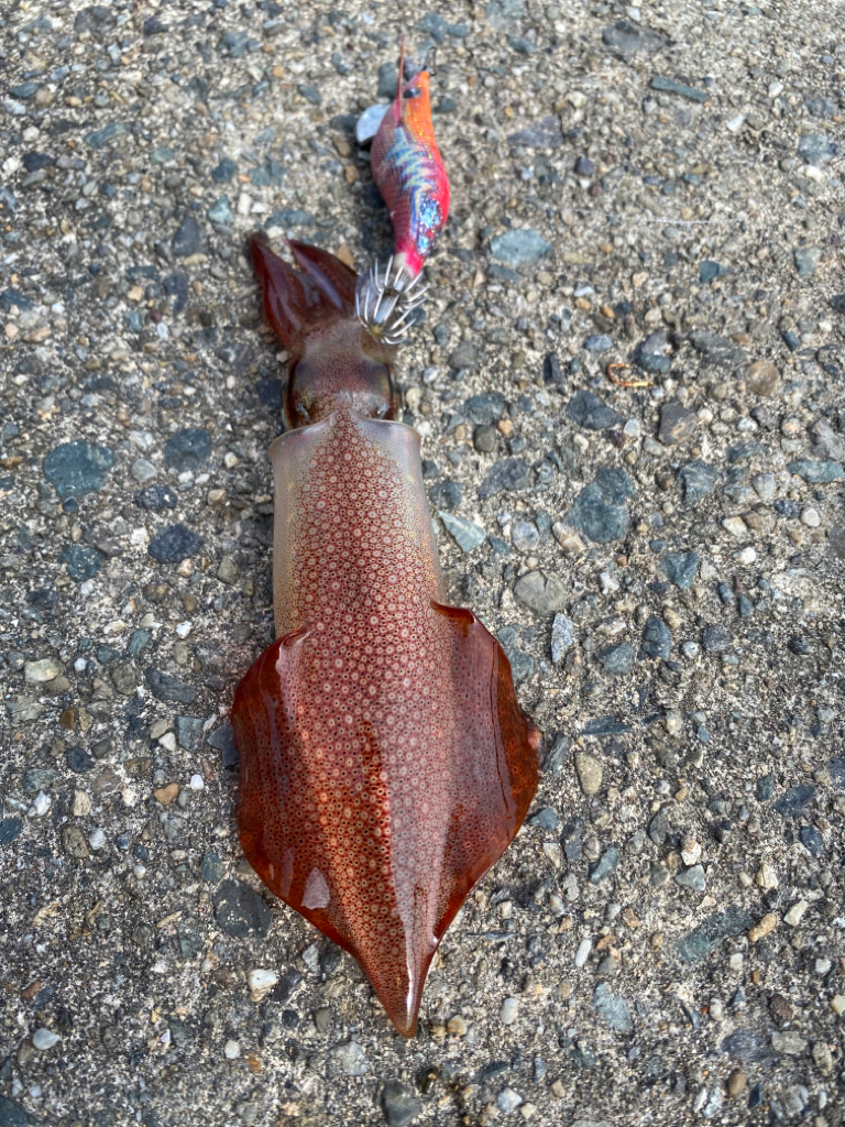 親アオリ狙いの筈が…