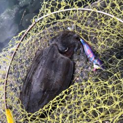 やっと春モンゴウ開幕