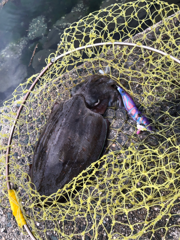 やっと春モンゴウ開幕