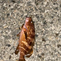 キジハタ　カミナリコウイカ