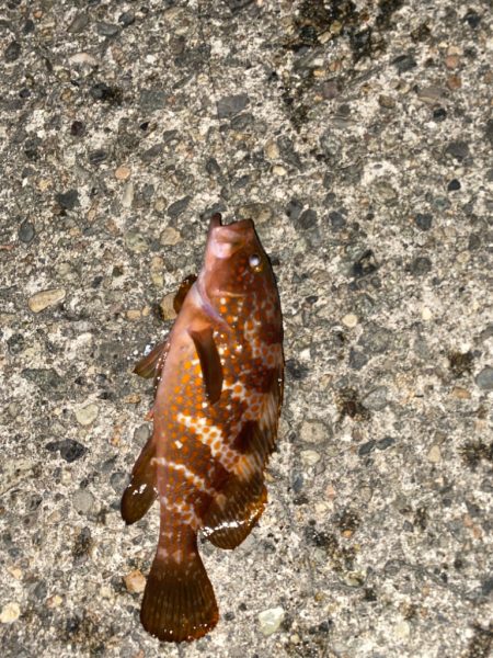 キジハタ　カミナリコウイカ