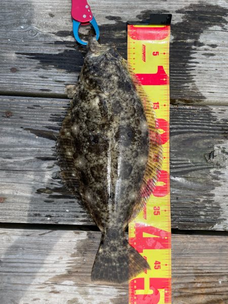ヒラメ45センチ