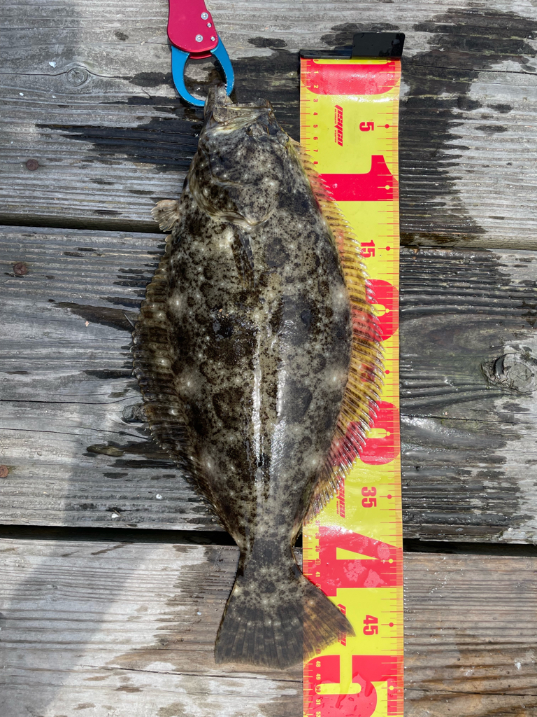 ヒラメ45センチ
