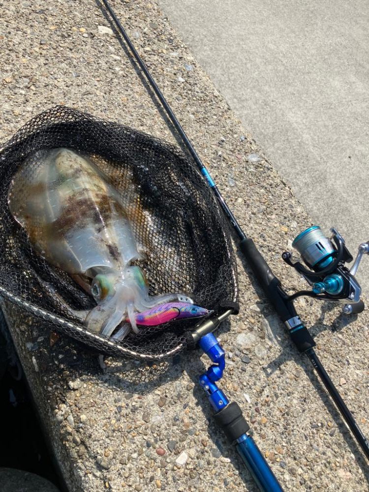 短時間でアオリ2杯GET *\(^o^)/*