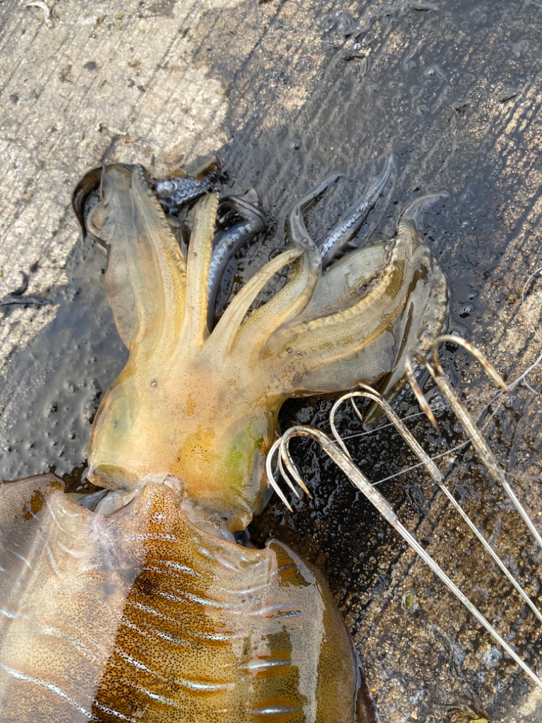 ヤエンシーズン終了?