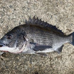雨上がりのエビ撒きでチヌ活性化