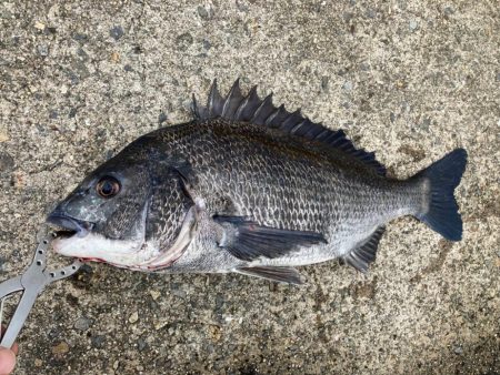 雨上がりのエビ撒きでチヌ活性化