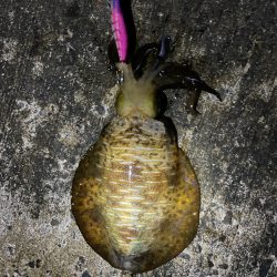 ムラムラチェリーでアオリイカ