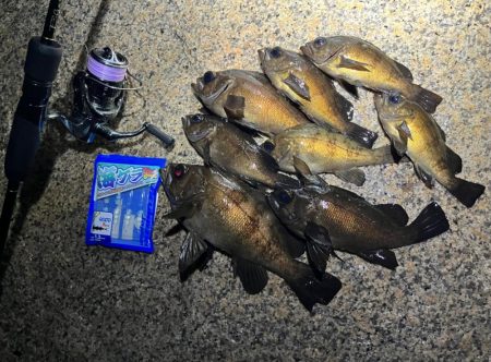 雨中メバリング