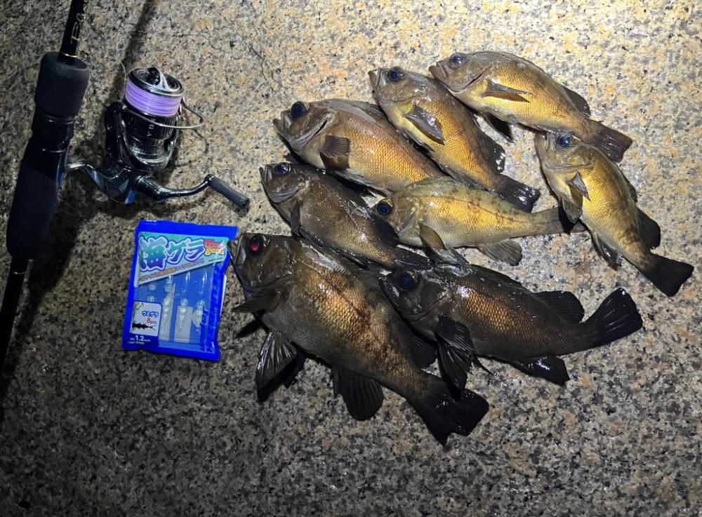 雨中メバリング