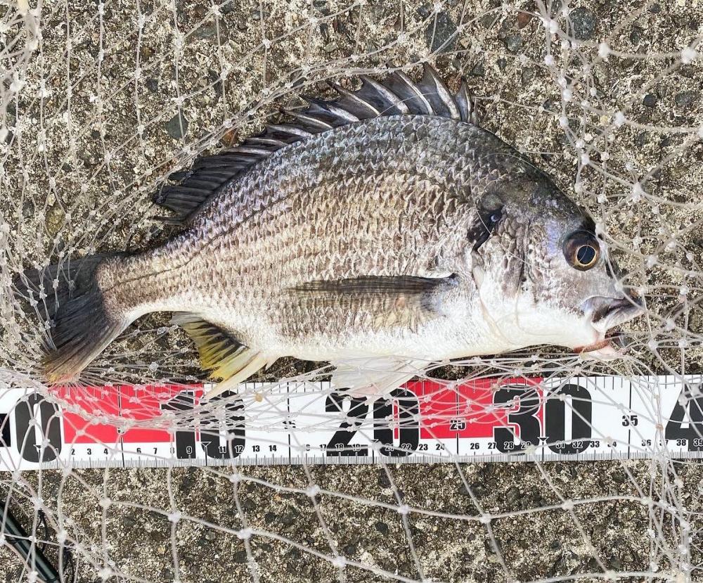 久しぶりのホーム