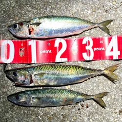 サバゲー開幕とは言い難い。