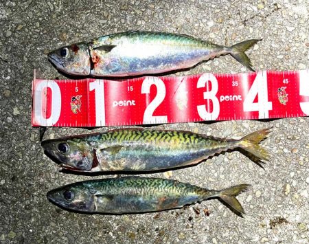 サバゲー開幕とは言い難い。