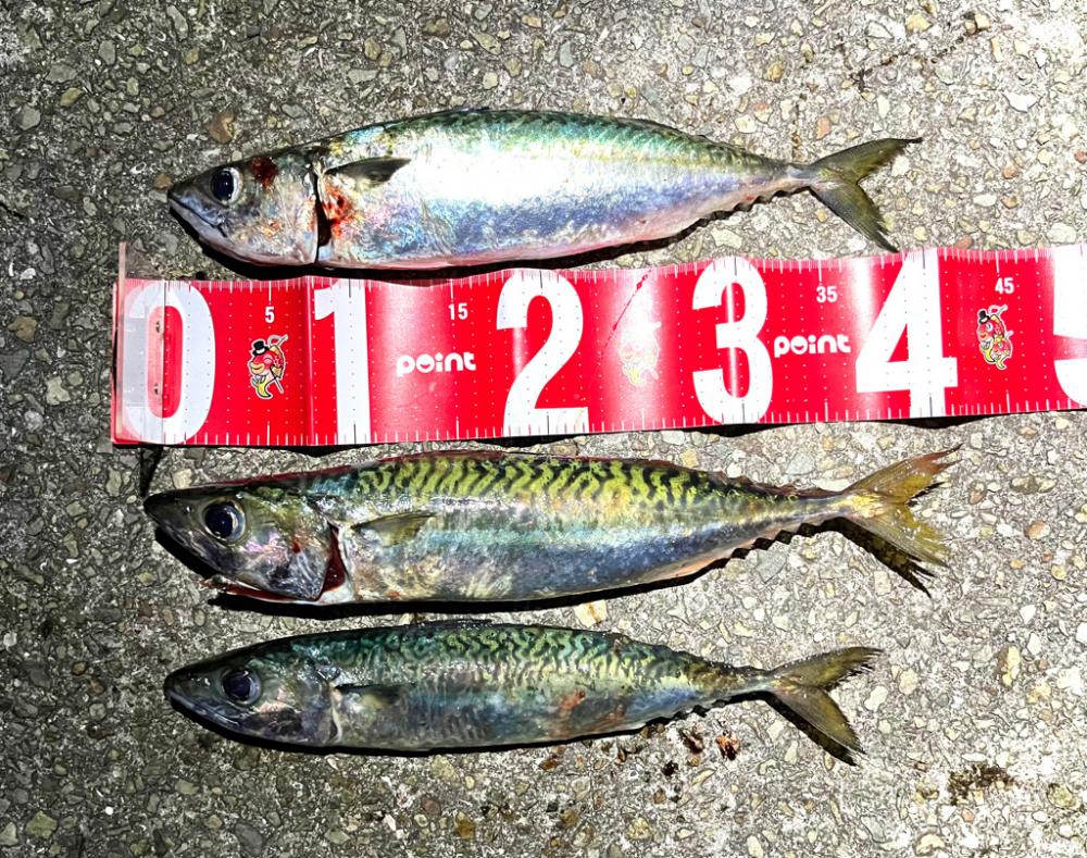 サバゲー開幕とは言い難い。