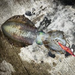 エギング記録更新