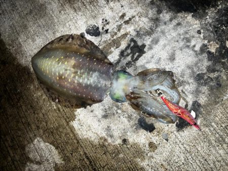 エギング記録更新