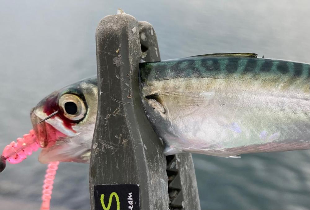 雨上がり調査に!