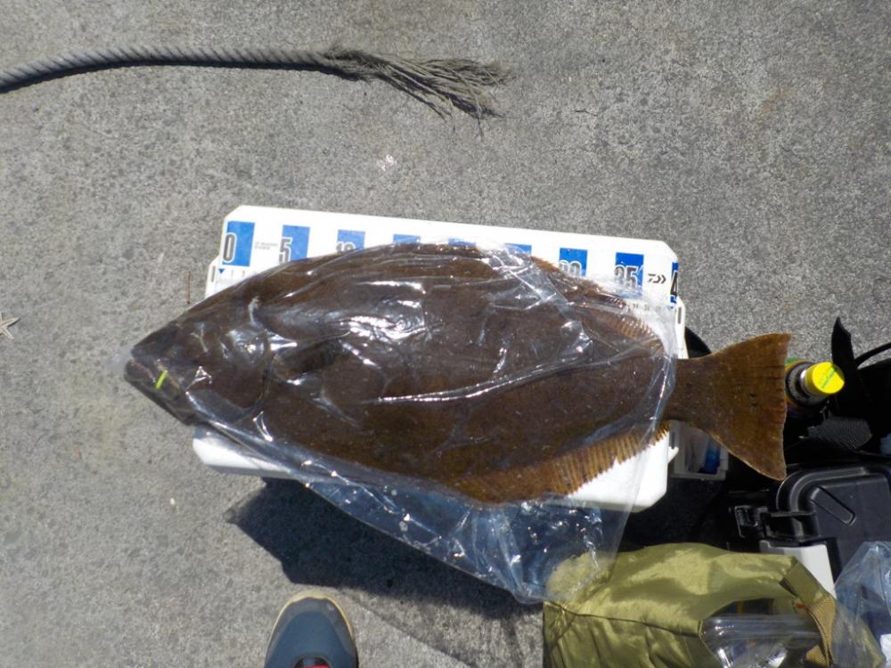 タイラバ4度目の正直