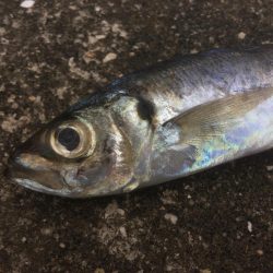 まだまだ浮遊ゴミ多数