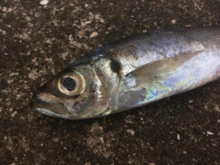 まだまだ浮遊ゴミ多数