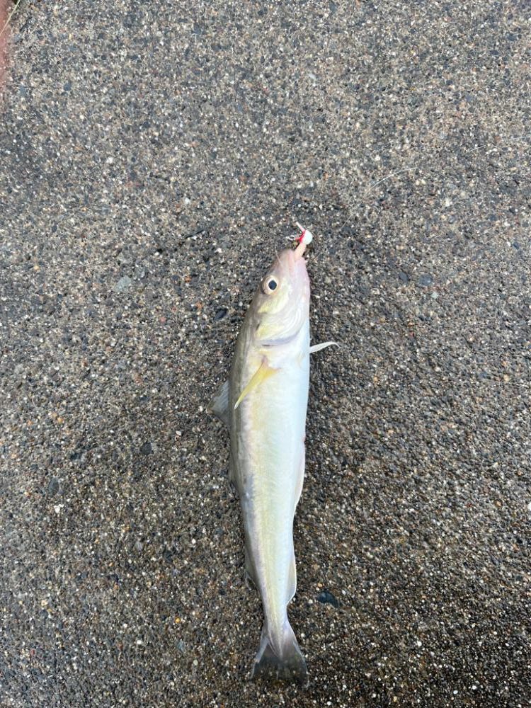 超短時間の挑戦、海