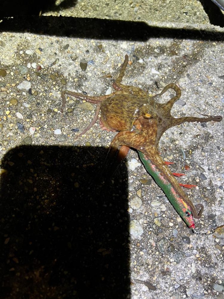 今期最後のメバルを求めて