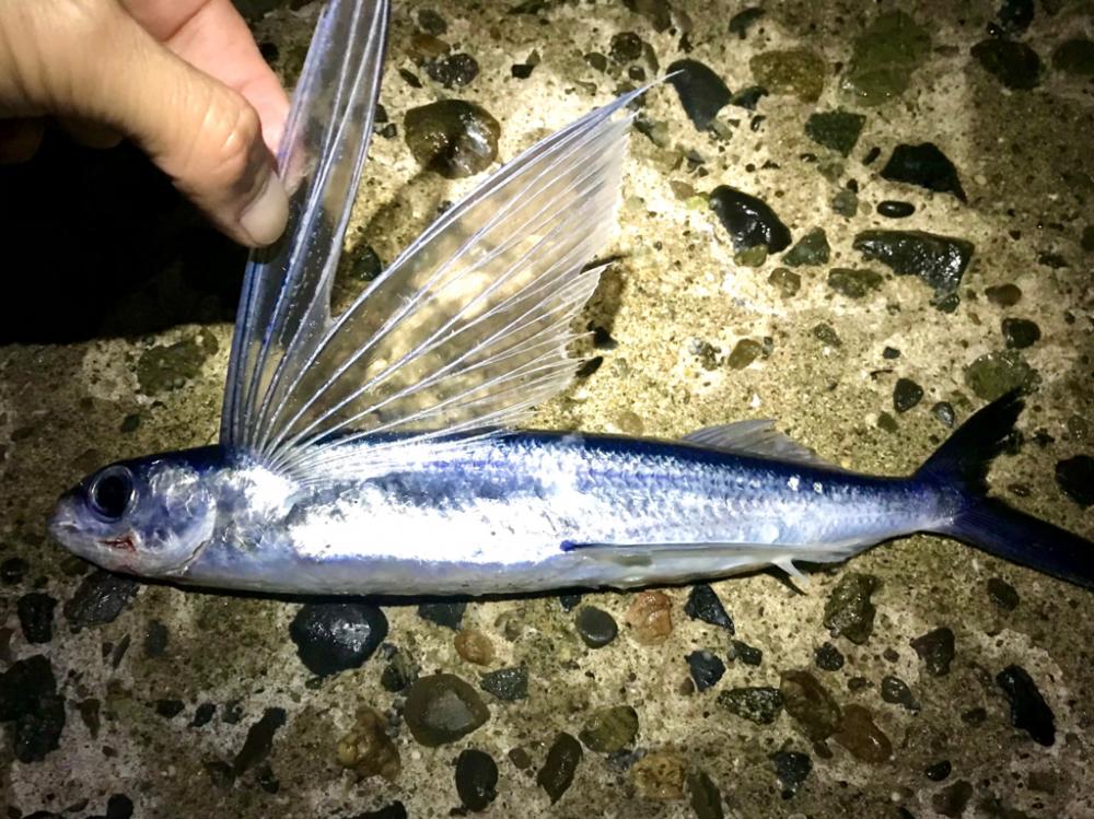 フロートメバリング